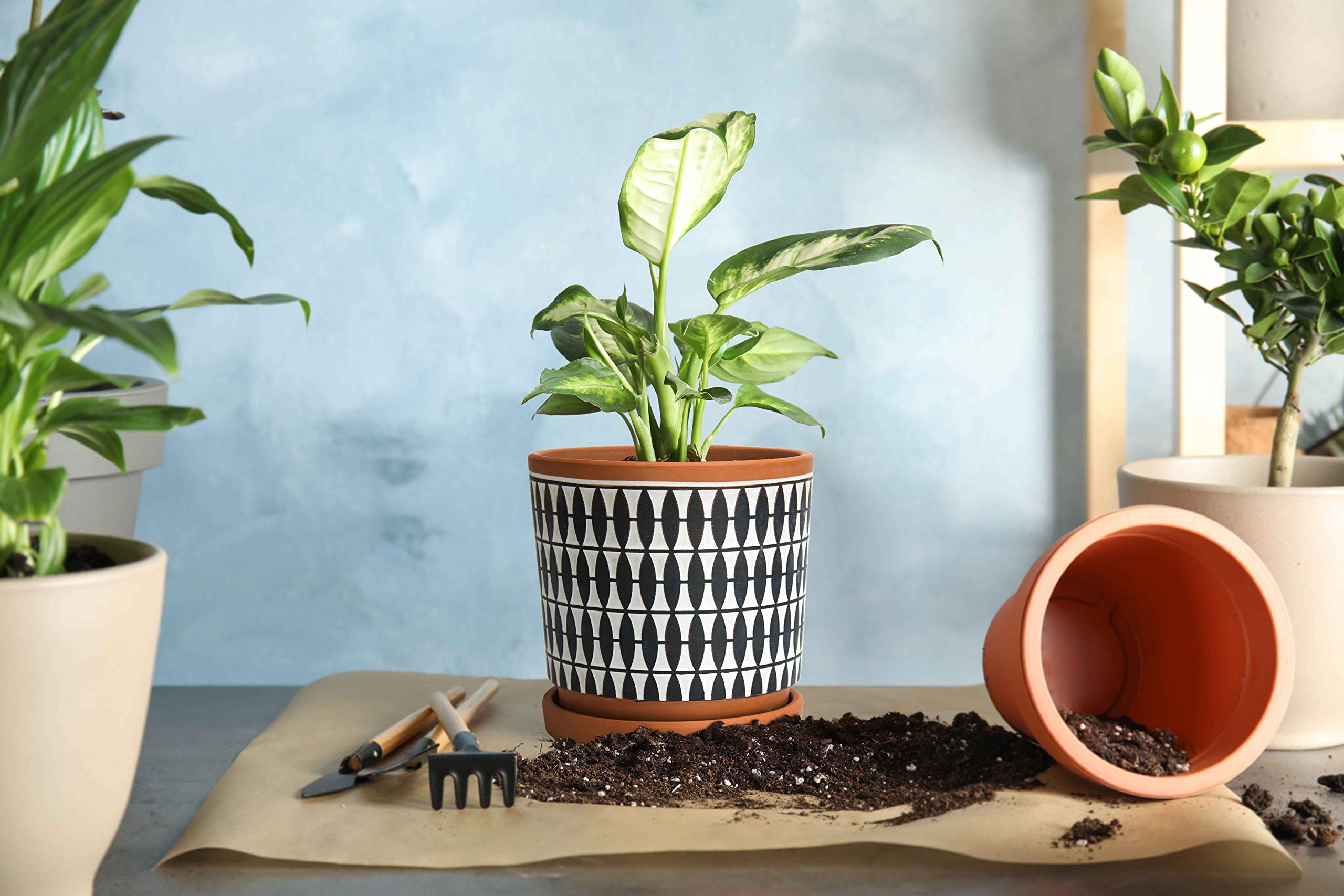 D'vine Dev Set of 2 Terracotta Plant Pots - 4 Inch & 6 Inch with Drainage Holes & Saucers - Pottery Red/Black (31-958-B-2) - Perfect for Indoor Plants, Succulents & Home Decor