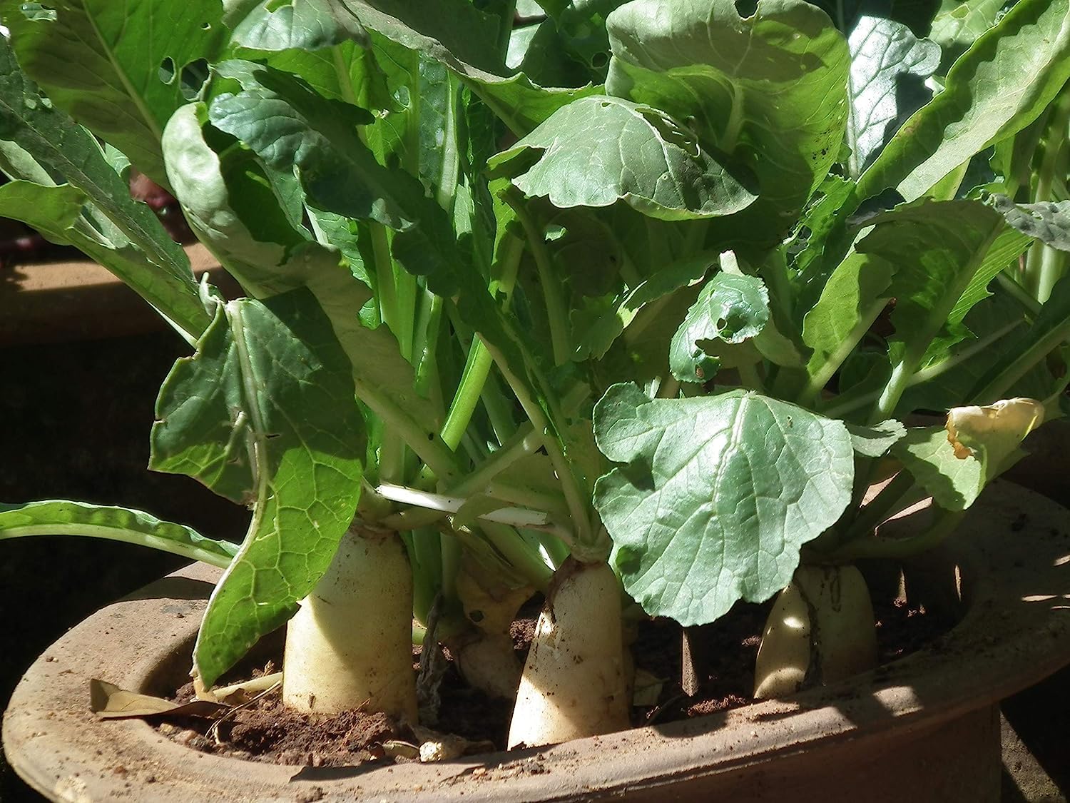 Organic Radish Seeds (Mooli/Mulangi) - 500 Non-GMO Seeds (10g) for Home & Terrace Gardening - Perfect for Salads, Pickling & Healthy Snacks