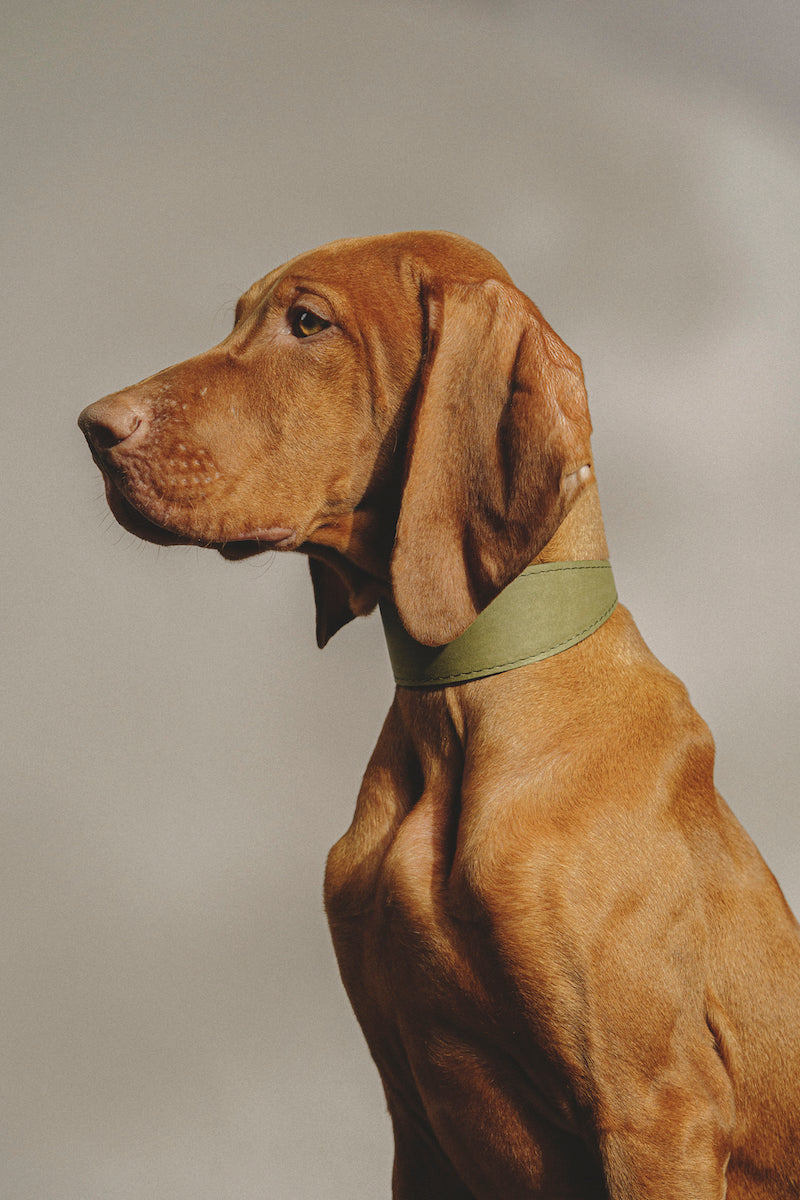 Premium Dog Collar - Herring Green Color, Adjustable & Durable Pet Collar for Small Medium Large Dogs - Perfect for Walks, Training & Outdoor Adventures