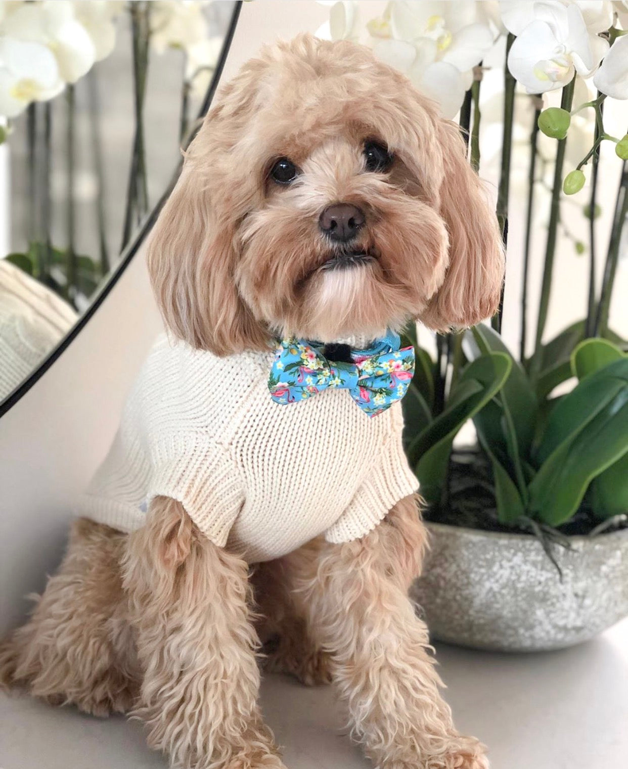 Premium Brighton Dog Sweater - Soft Cream Knit Jumper for Small & Medium Dogs - Cozy Winter Wear for Indoor & Outdoor Adventures