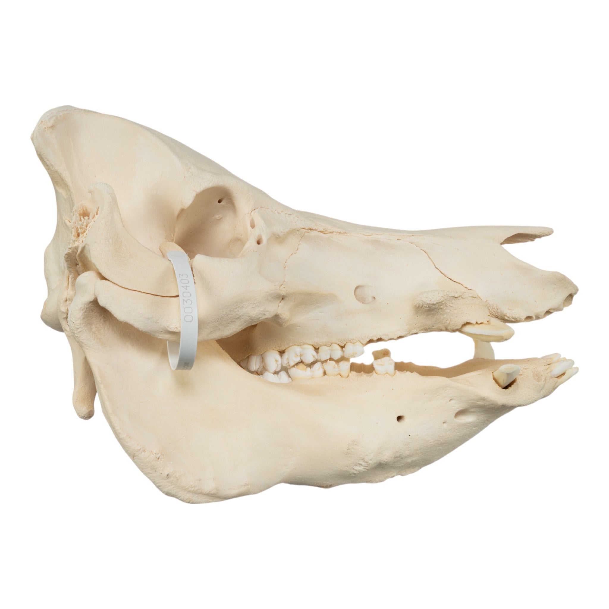 Extra Large Real Domestic Pig Skull - Authentic Animal Specimen for Halloween Decor, Taxidermy, Science Education & Oddity Collectors