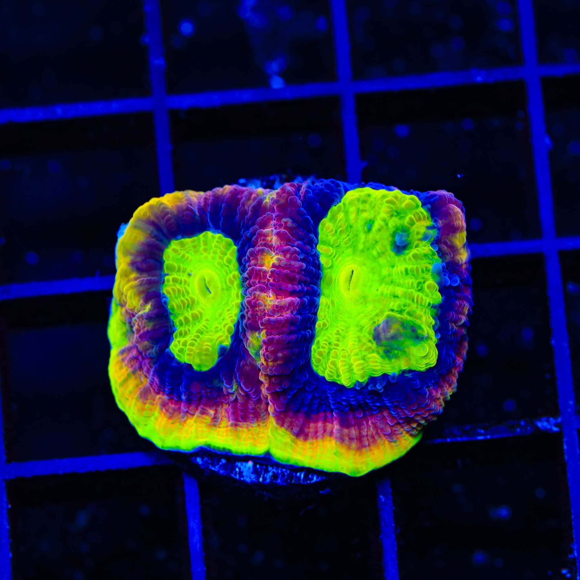 Premium Dragon Soul Favia Coral for Saltwater Aquariums - Vibrant Colors & Easy Care - Perfect for Reef Tanks & Marine Displays
