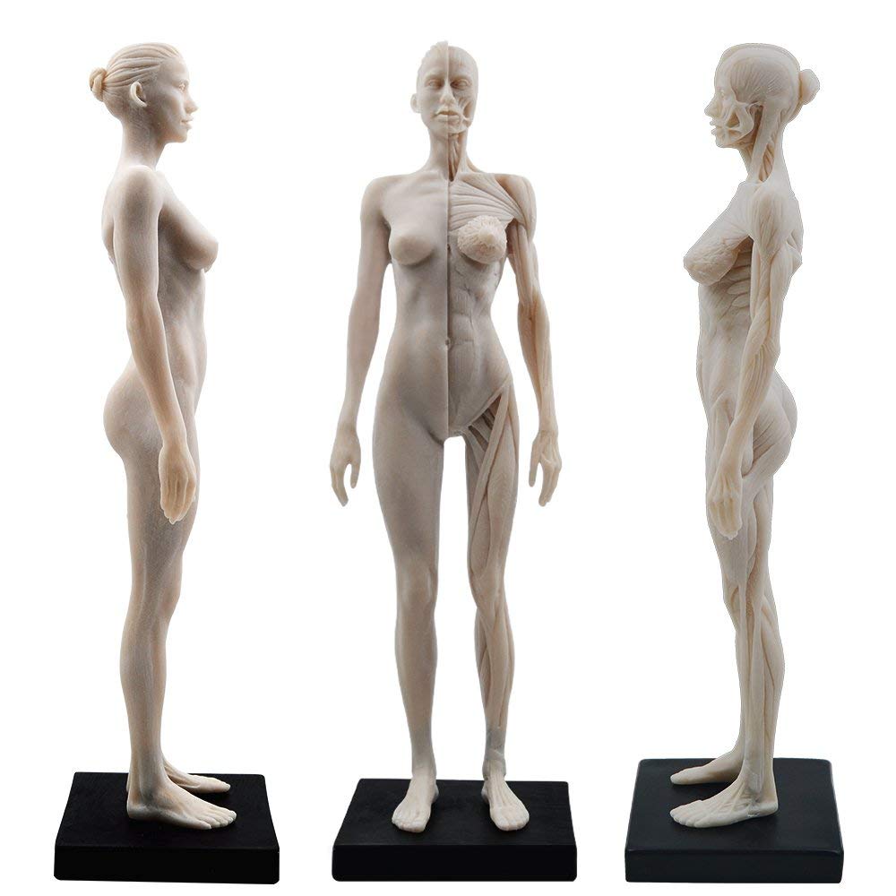 Alkita 11 Inch Female Resin Human Body Musculoskeletal Anatomical Model - Perfect for Medical Students, Anatomy Classes & Science Education