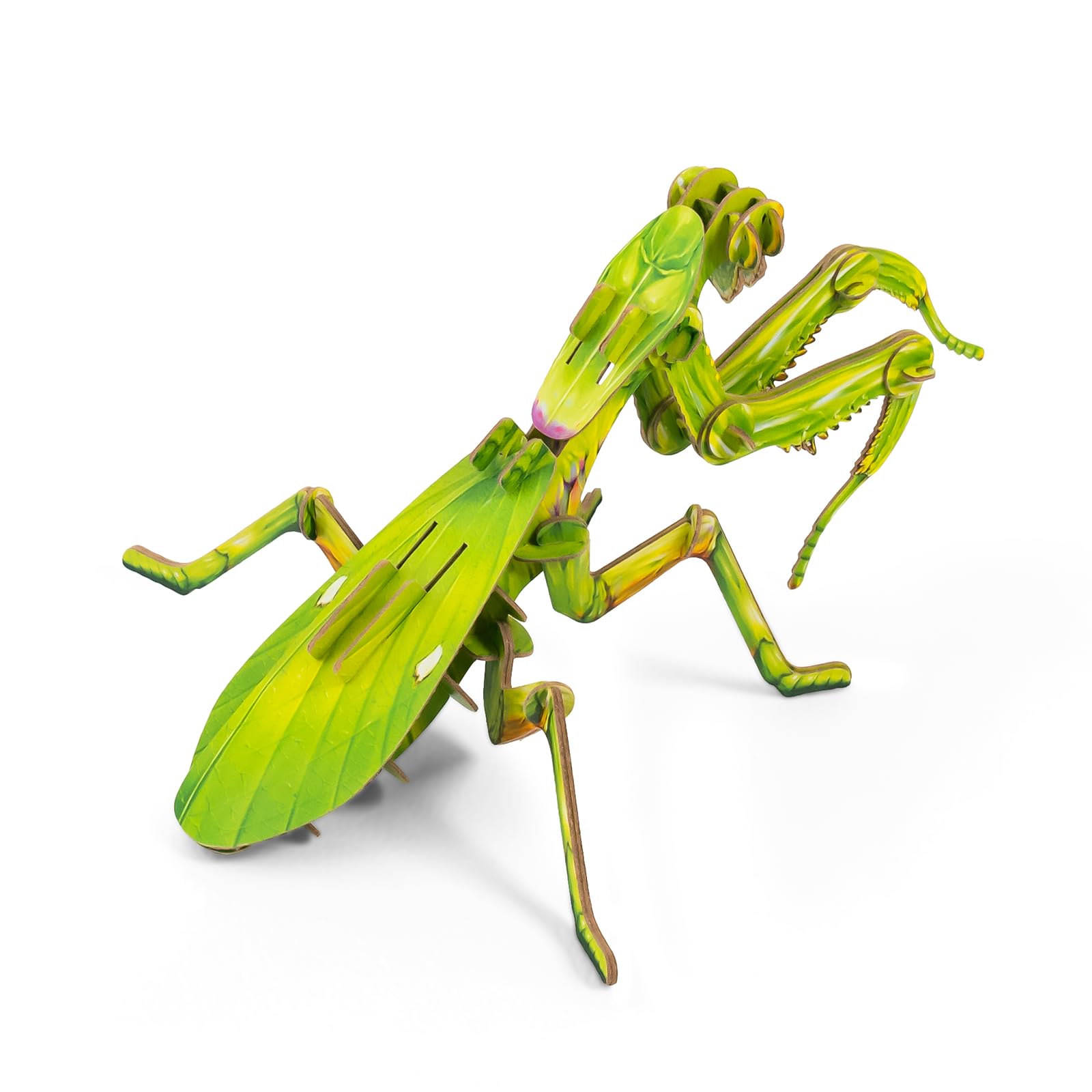 STEM Educational 3D Paper Puzzles for Kids Ages 7+ | Eco-Friendly DIY Construction Toys | Giant Asian Mantis & Phyllium Insect Models | Perfect for Birthday, Christmas Gifts & Homeschool Science Projects | Fun Classroom & Home Learning Activity