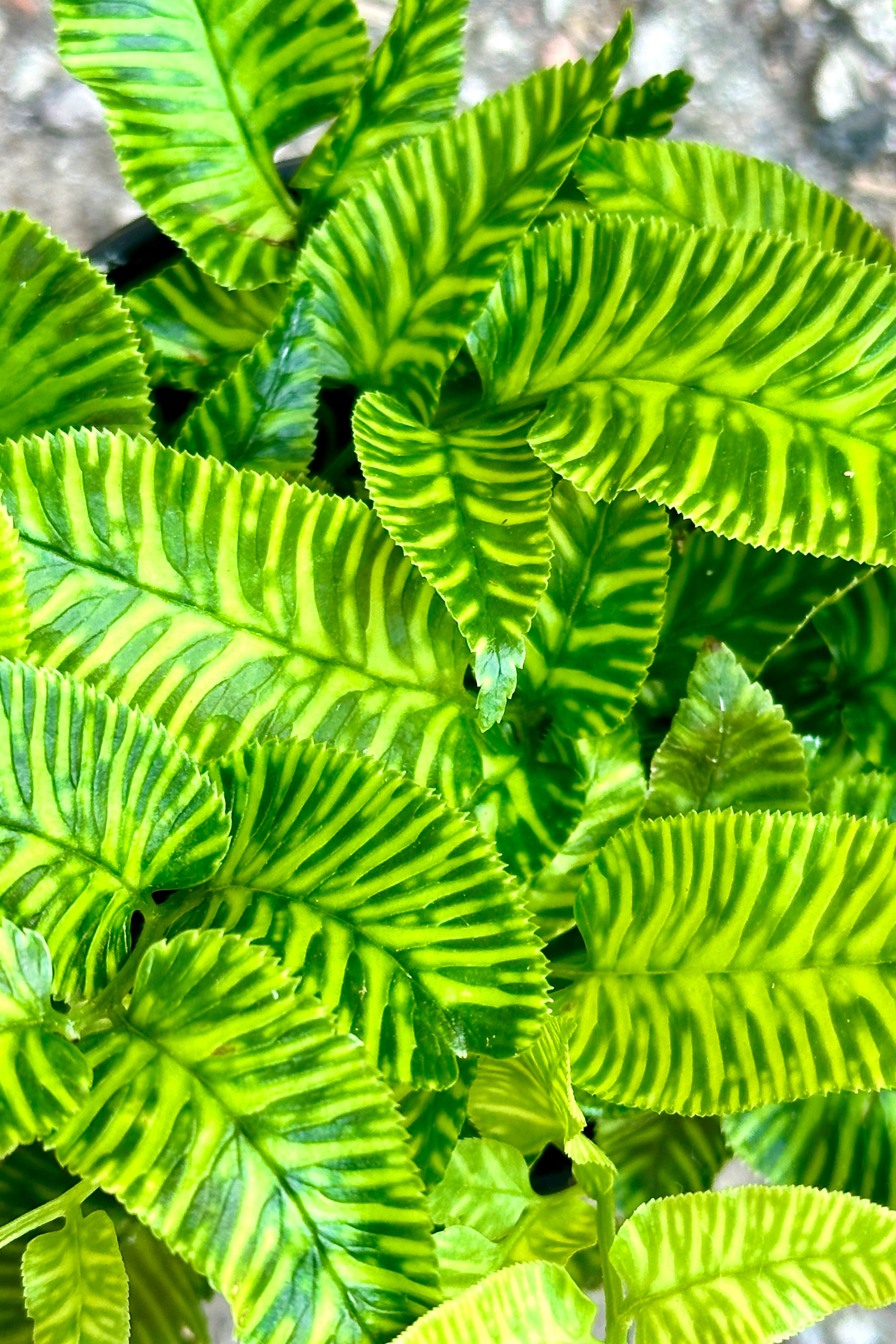 Coniogramme emeiensis Golden Zebra Fern - 4 Inch Live Plant for Home & Office Decor | Perfect for Indoor Gardens, Terrariums, and Shaded Balconies