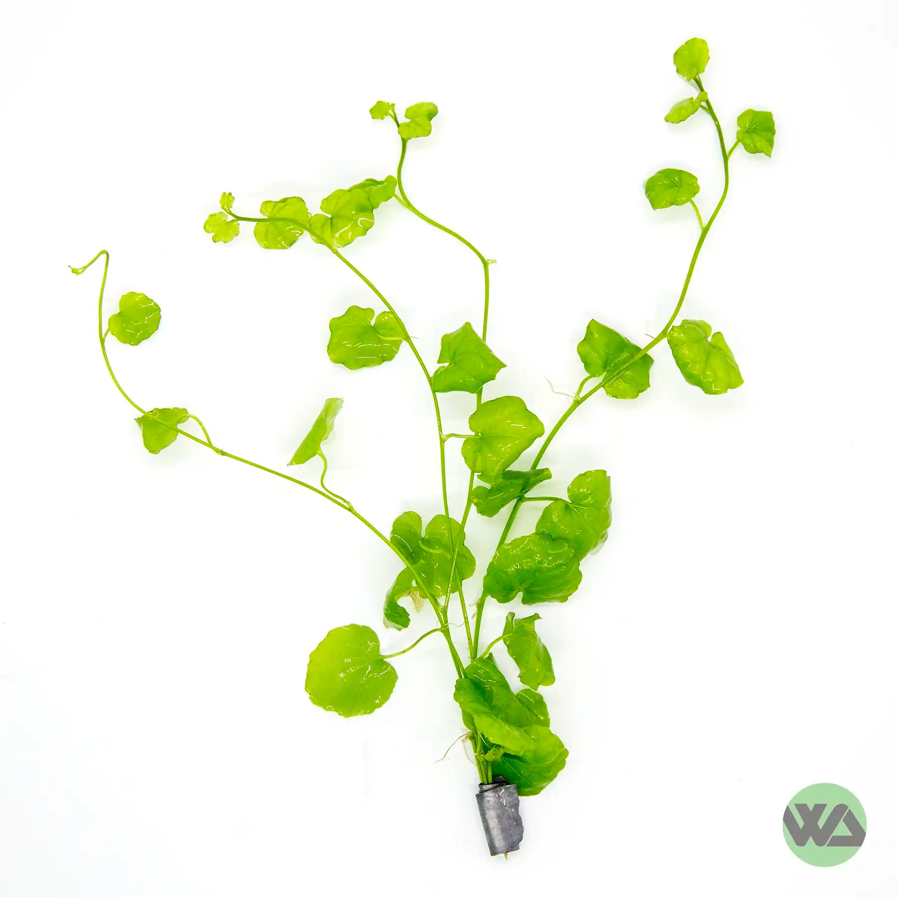 Cardamine Lyrata Aquatic Plant for Freshwater Aquariums - Perfect for Fish Tanks, Aquascaping & Natural Decor