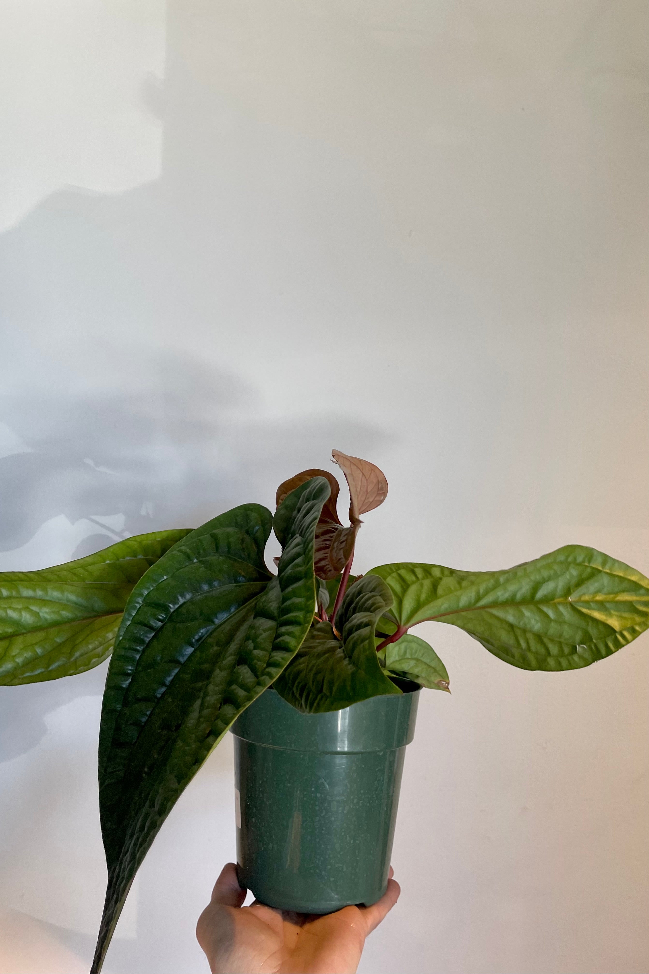 Anthurium Radicans Live Plant - 6 Inch Pot | Exotic Tropical Houseplant for Home & Office Decor | Perfect for Indoor Gardens, Gift Giving & Plant Enthusiasts