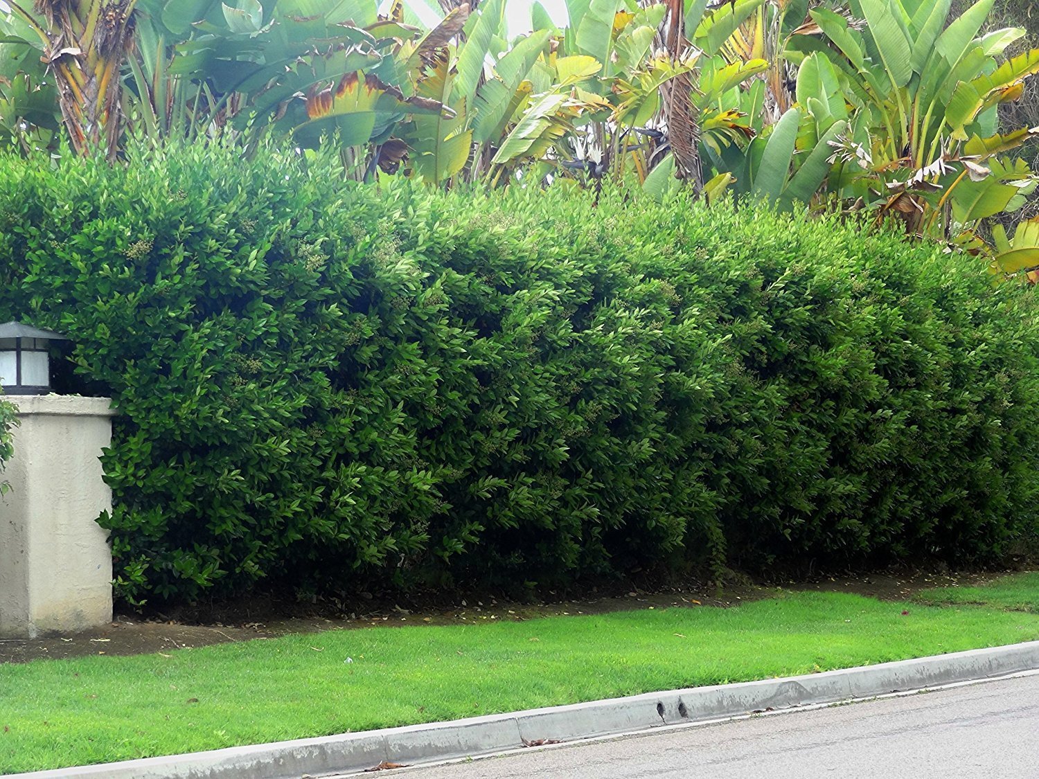 Ligustrum Waxleaf Privet - 30 Live Plants in 2 Inch Pots - Evergreen Privacy Hedge for Landscaping, Garden Borders, and Outdoor Screening