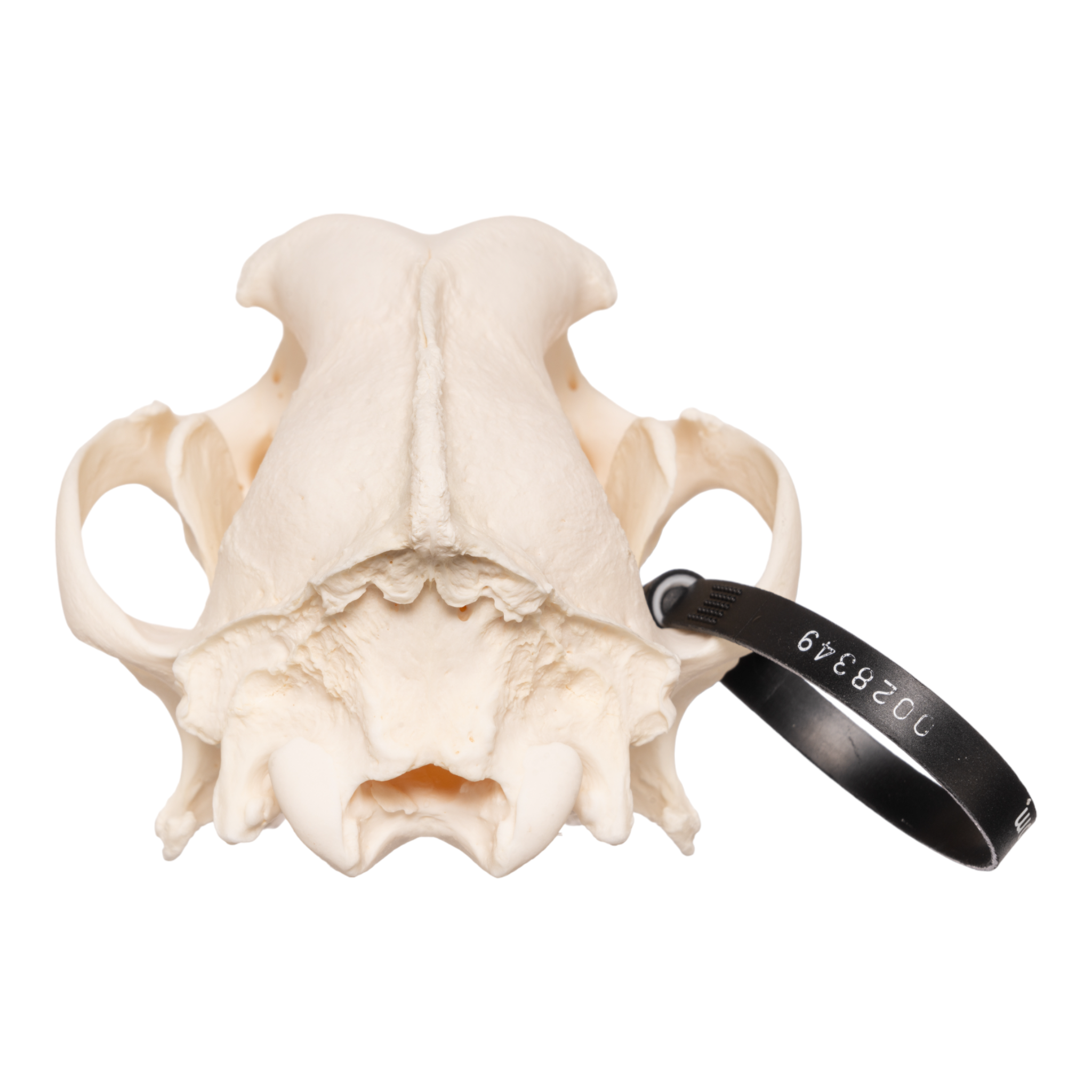 Authentic German Shepherd Dog Skull Replica - Realistic Canine Anatomy Model for Veterinary Study, Halloween Decor, and Taxidermy Display