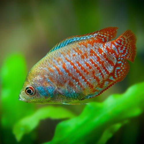 Neon Blue Dwarf Gourami Fish (Pair) - Trichogaster Lalius - Live Aquarium Fish for Tropical Freshwater Tanks & Community Aquascaping