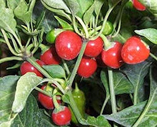 Spicy Cherry Pepper Seeds - Sweet & Hot Golf Ball-Sized Red Peppers (100 Seeds) - Perfect for Home Gardening, Salsa, Pickling & Italian Cuisine