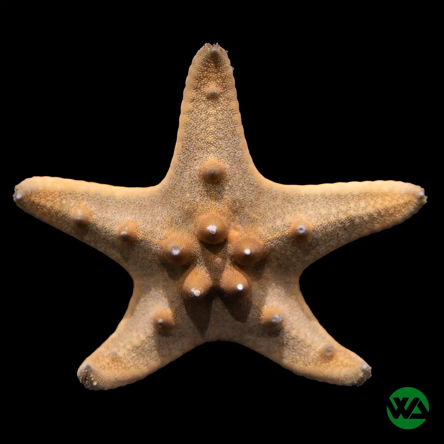 Chocolate Chip Starfish (Protoreaster Nodosus) - Saltwater Aquarium Decor, Marine Tank Ornament, Reef Tank Centerpiece for Ocean-Themed Home Decor