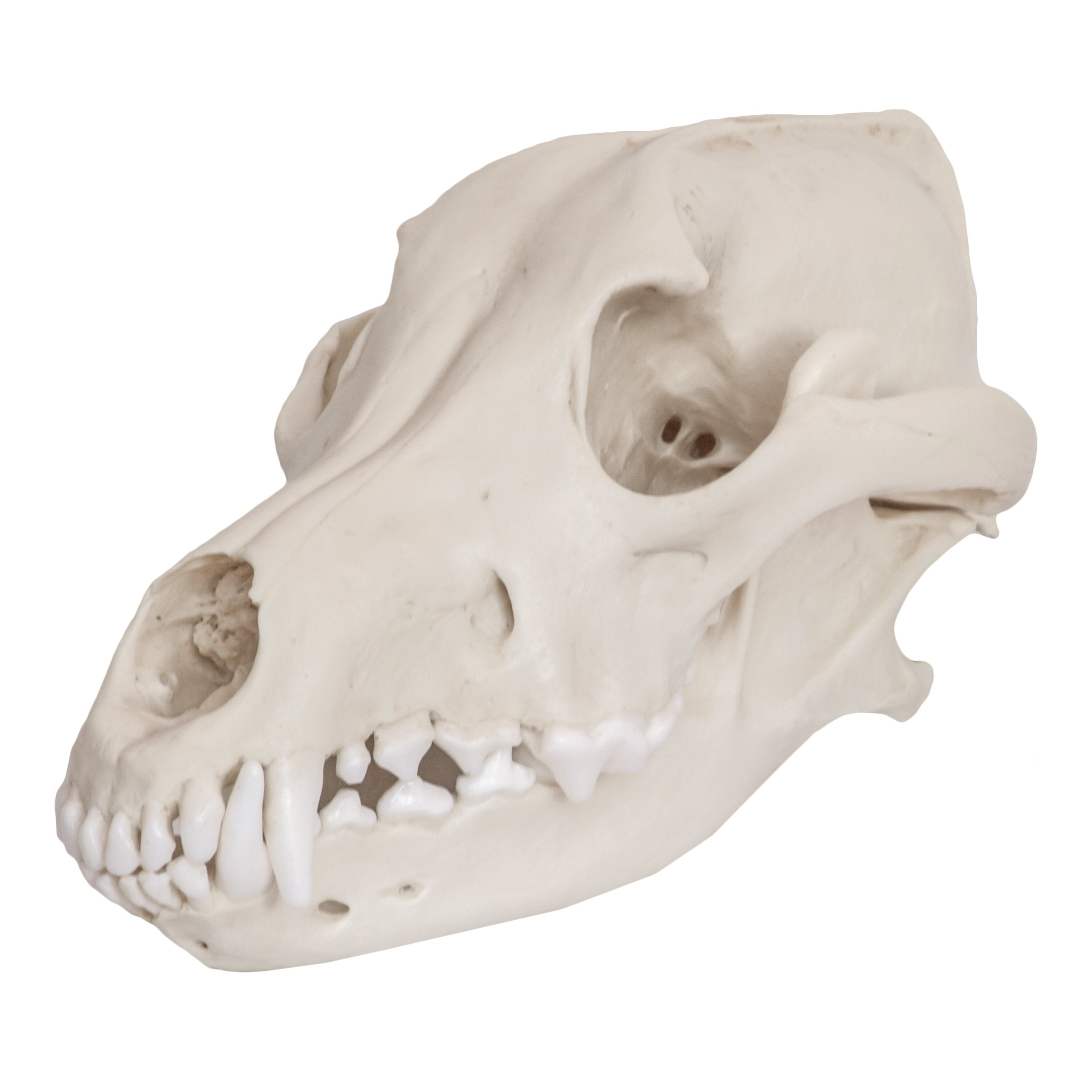 Authentic Replica Mexican Gray Wolf Skull - High-Quality Animal Skull Model for Home Decor, Educational Display & Halloween Props