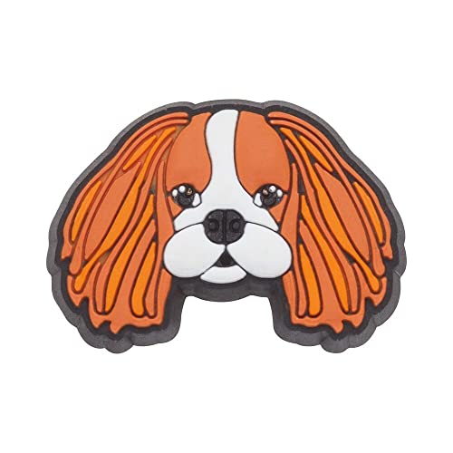 King Charles Cavalier