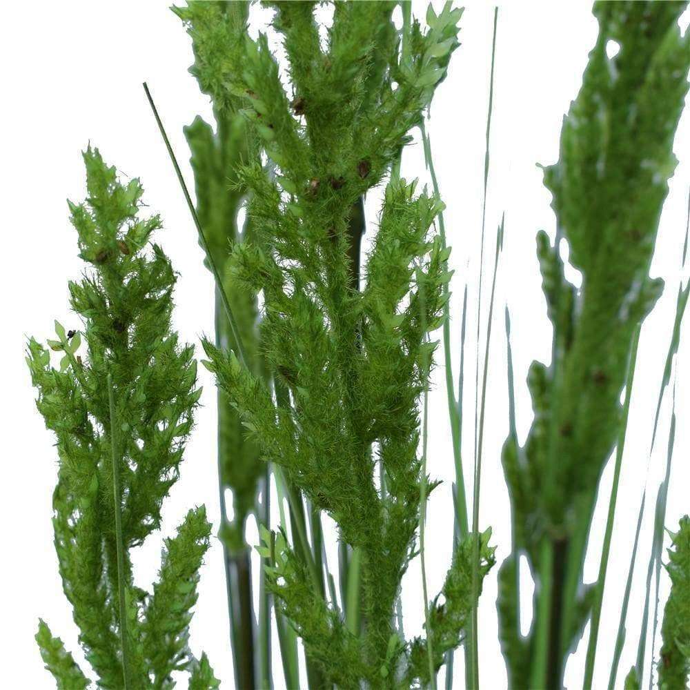 120cm Tall Flowering Native Grass for Landscaping & Garden Decoration | Drought-Resistant Ornamental Grass