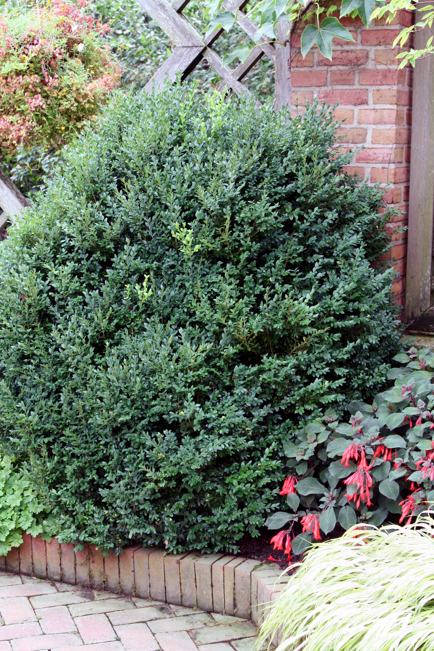 Buxus 'Green Mountain' #2 - Premium Evergreen Boxwood Shrub for Landscaping, Hedges & Topiary | Perfect for Garden Borders, Foundation Plantings & Formal Gardens