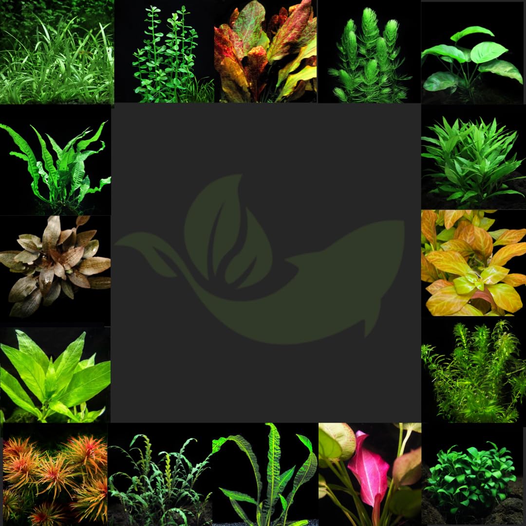6 Pack Assorted Live Aquarium Plants Bundle with Free Sticker | Freshwater Aquatic Plants for Fish Tank | Guaranteed Live Arrival | Perfect for Aquascaping, Betta Fish Tanks & Home Decor