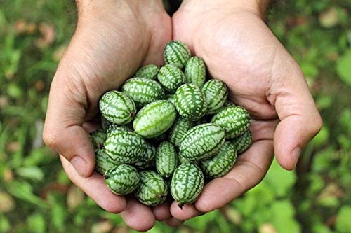 Organic Mouse Melon Seeds - 10 Pack | Grow Exotic Cucamelon (Mexican Sour Gherkin) | Mini Watermelon-Like Fruit for Home Gardens, Salads & Cocktails | Non-GMO Heirloom Seeds for Indoor/Outdoor Planting