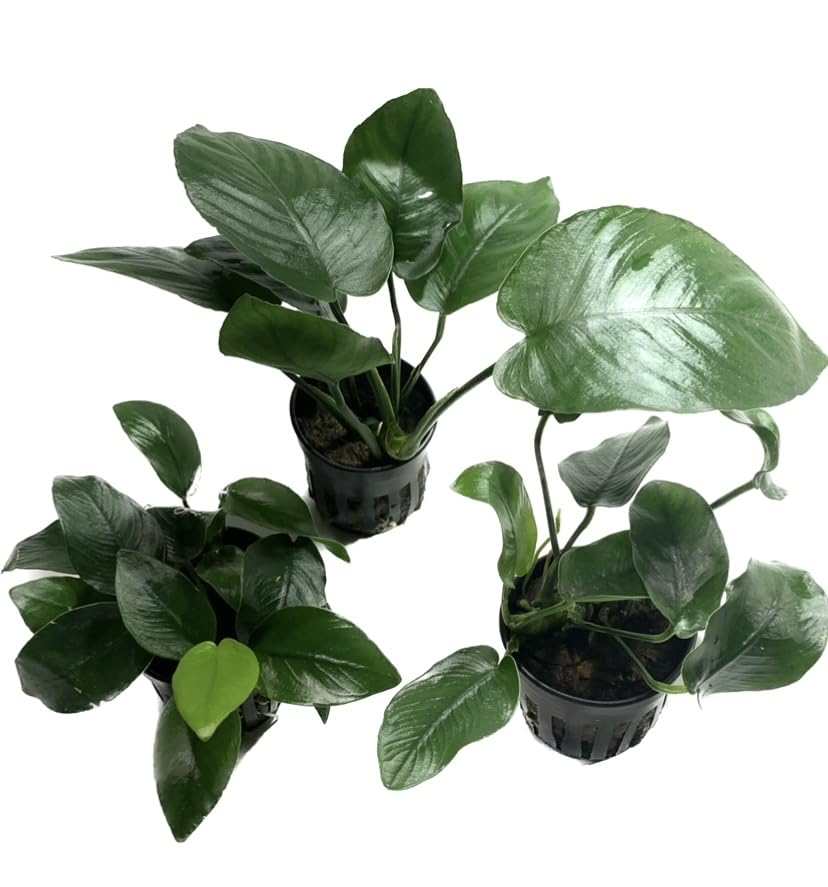 Anubias Barteri Broad Leaf - Easy Live Aquarium Plants for Freshwater Tanks (Buy 2 Get 1 Free) - Perfect for Aquascaping, Fish Tanks & Low-Light Aquatic Environments