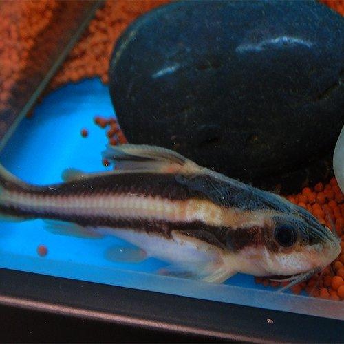 Striped Raphael Catfish (Platydoras Costatus) - Freshwater Aquarium Fish for Tanks & Ponds | Perfect for Community Tanks & Bottom-Dwelling Species