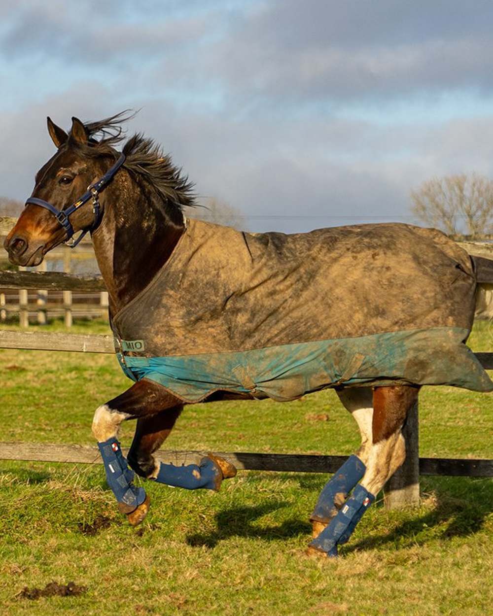 Equilibrium Equi Chaps - Durable Horse Riding Chaps for Equestrians - Perfect for Training, Shows & Outdoor Riding