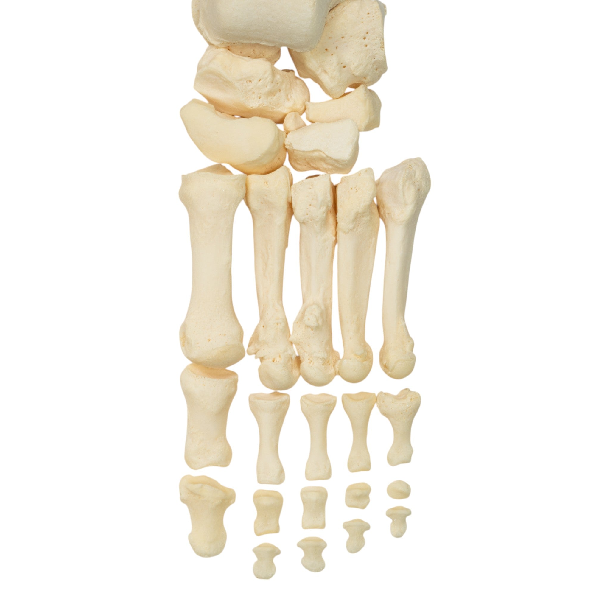Premium Disarticulated Human Skeleton Model for Medical Education - Anatomically Accurate Teaching Tool for Classrooms, Labs & Medical Studies