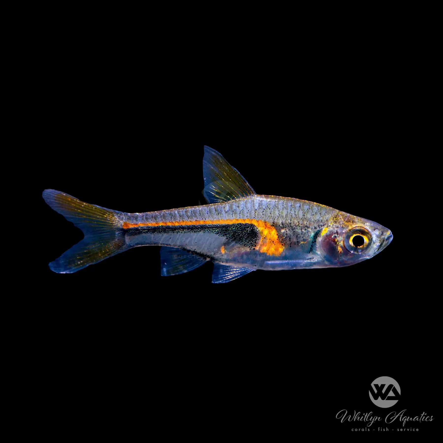 Glowlight Rasbora (Trigonostigma hengeli) - Tropical Freshwater Fish for Aquariums | Perfect for Community Tanks & Planted Aquascapes