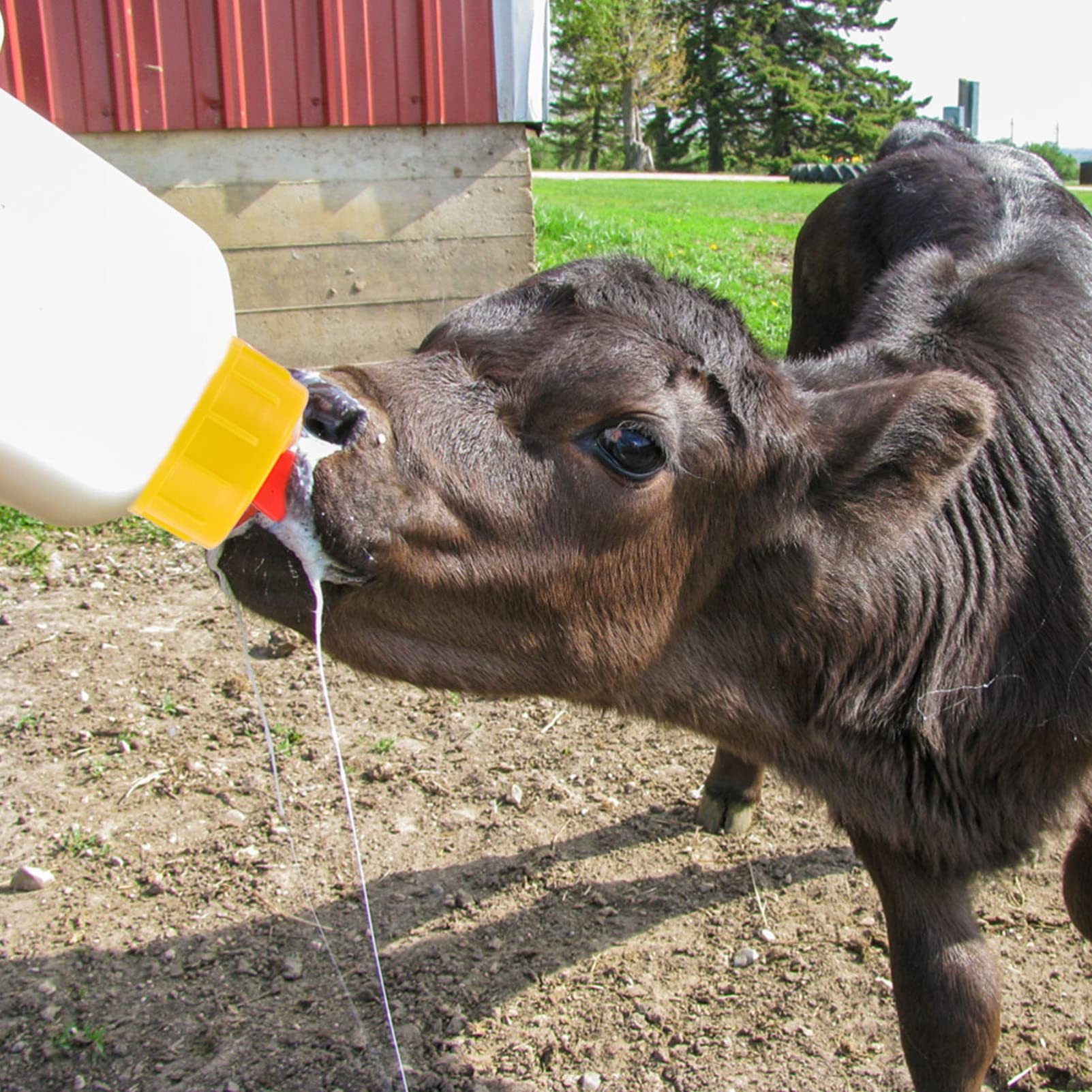 **ERINGOGO 10-Pack Goat Milk Bottles for Lambs & Kids - Durable Livestock Feeding Bottles with Nipples - Ideal for Sheep, Goats, and Young Animals - Perfect for Farm, Ranch, and Pet Care**