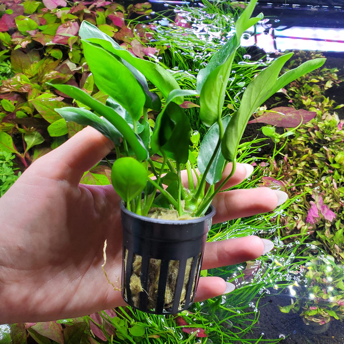 Anubias Nana Live Aquarium Plants - 3 Potted Freshwater Plants for Fish Tanks, Aquascaping, Terrariums - Low Light & Beginner Friendly Aquatic Plants (Perfect for Betta Tanks, Shrimp Tanks & Tropical Aquariums)