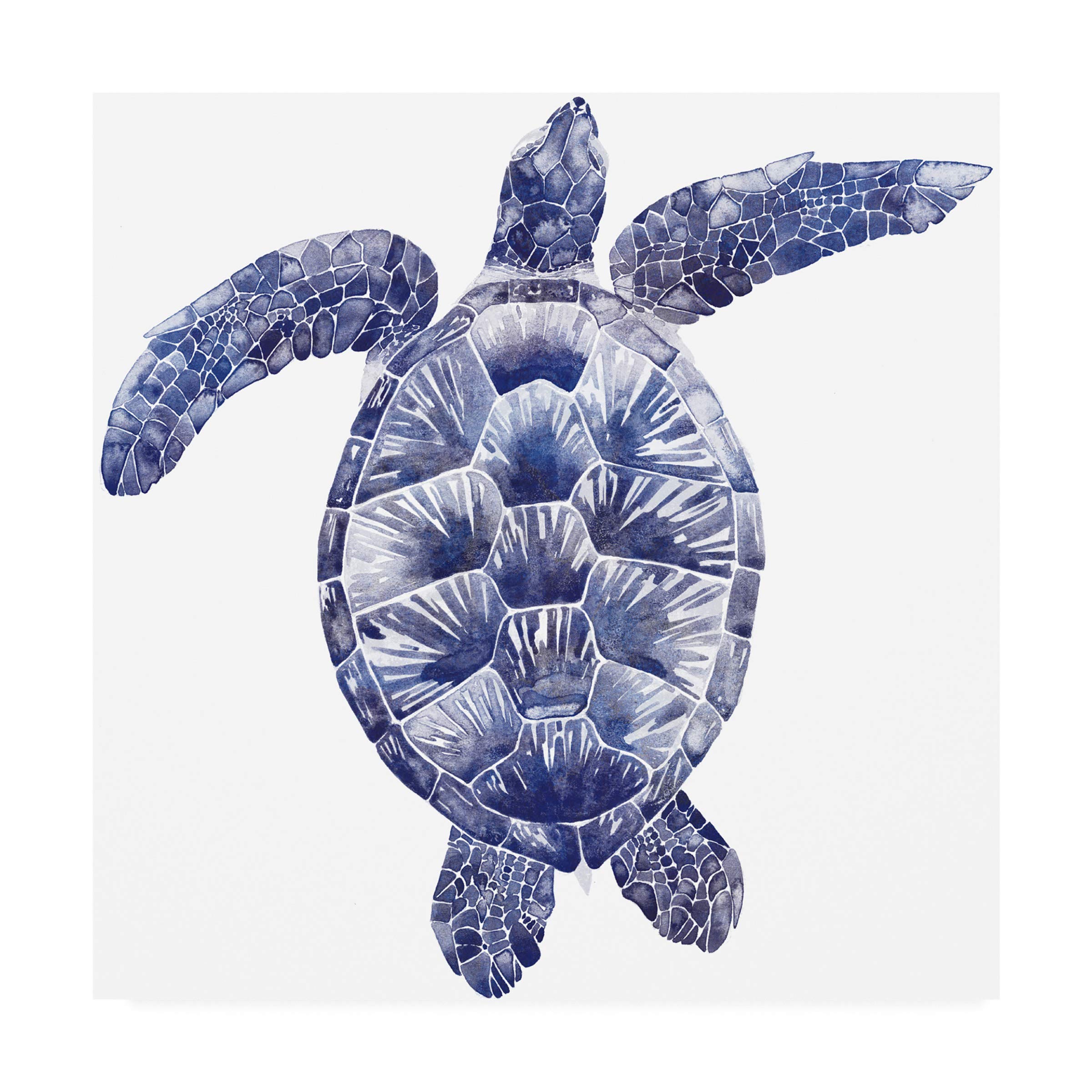 Grace Popp Marine Turtle II Fine Art Print - 18x18 Inch Ocean Wildlife Wall Decor for Beach House, Living Room & Office