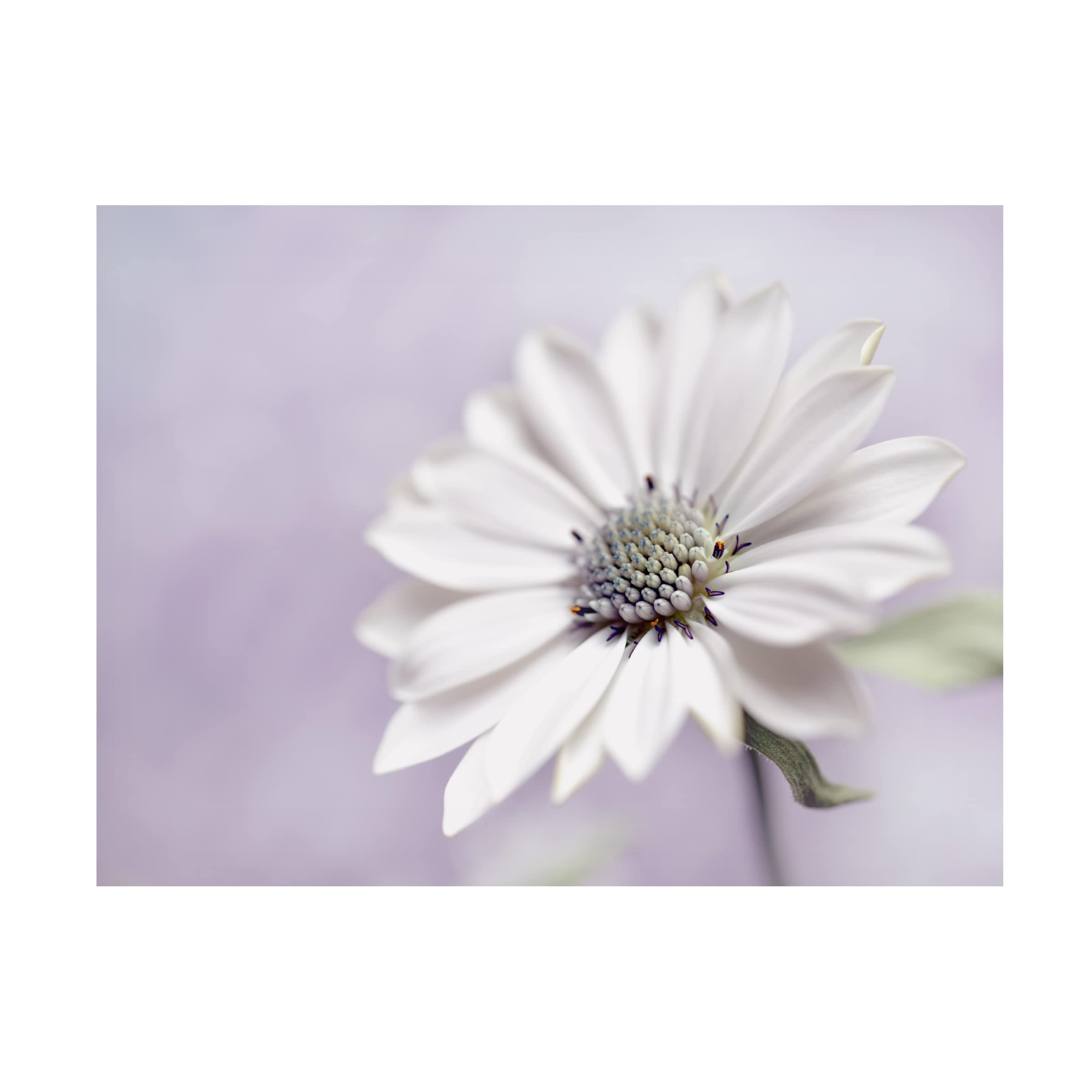 Heidi Westum 'Wintery' Canvas Art Print - Premium Trademark Fine Art for Home & Office Decor | Perfect for Living Room, Bedroom & Office Wall Art