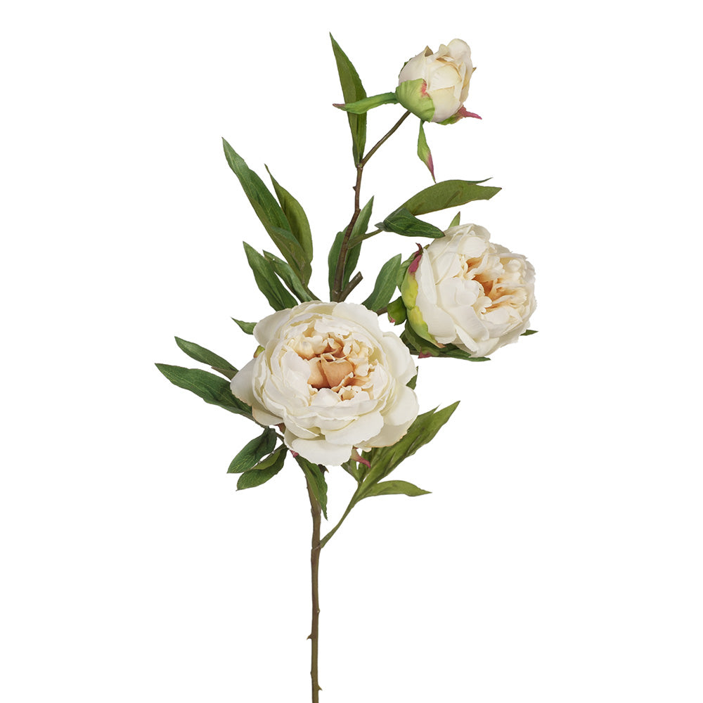 Premium Peony and Bud Cream - Luxurious Floral Moisturizer for Dry Skin | Perfect for Nighttime Skincare & Anti-Aging Routine