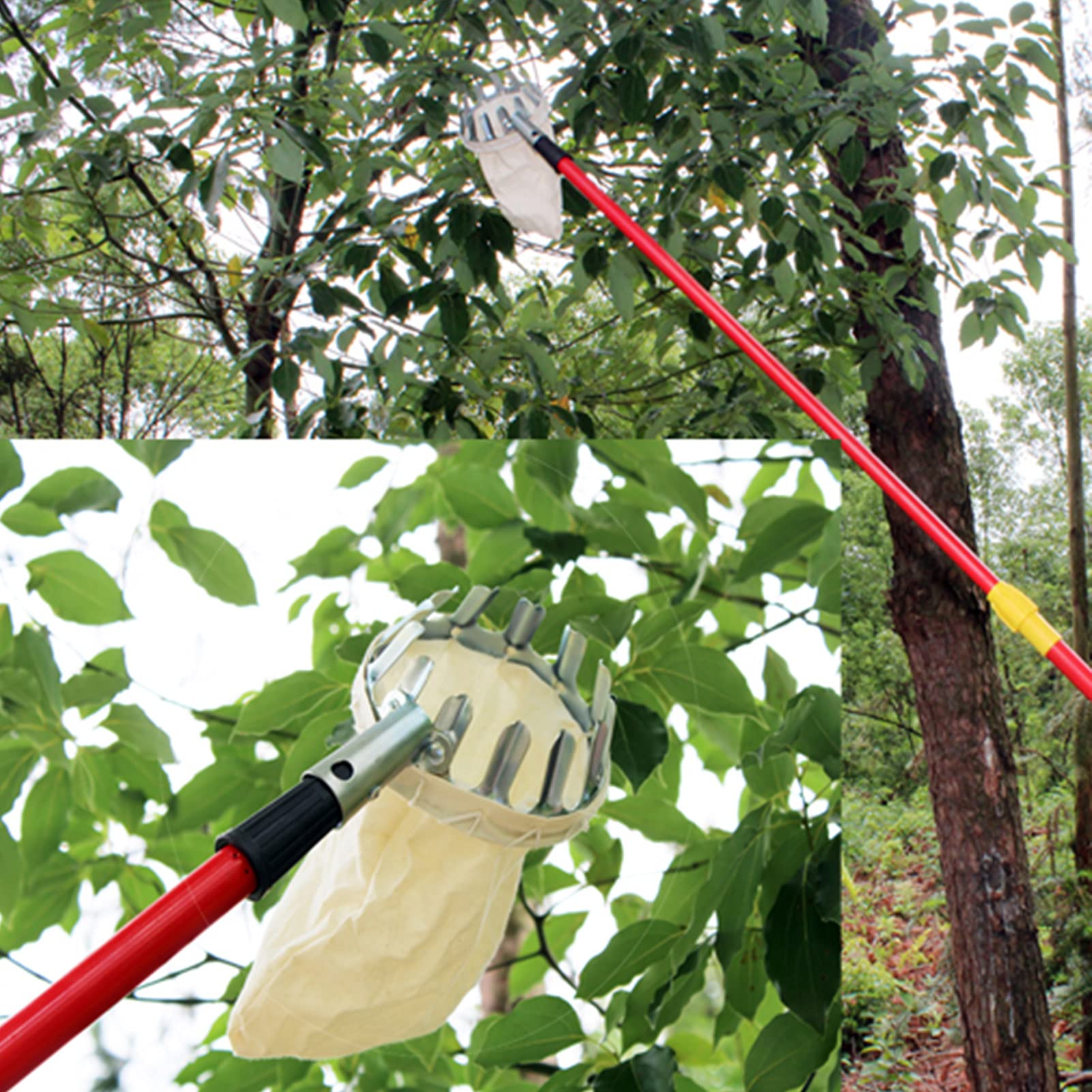 Stainless Steel Fruit Picker Tool with Basket - Extendable Cherry, Apple, Pear, Peach & Citrus Harvester for Home Garden Harvesting | Perfect for Backyard Orchards and Small Farms