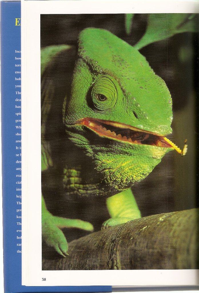 Complete Terrarium Encyclopedia - Ultimate Guide for Plant & Reptile Enclosures | Perfect for Home Decor, Classroom Projects & Reptile Habitats
