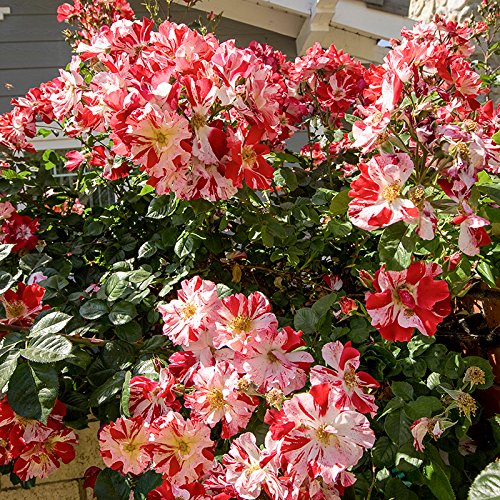 Climbing Rose Bush 'Fourth of July' - Fragrant Red & White Blooms All Season | Perfect for Garden Trellis, Fence Cover & Outdoor Decor