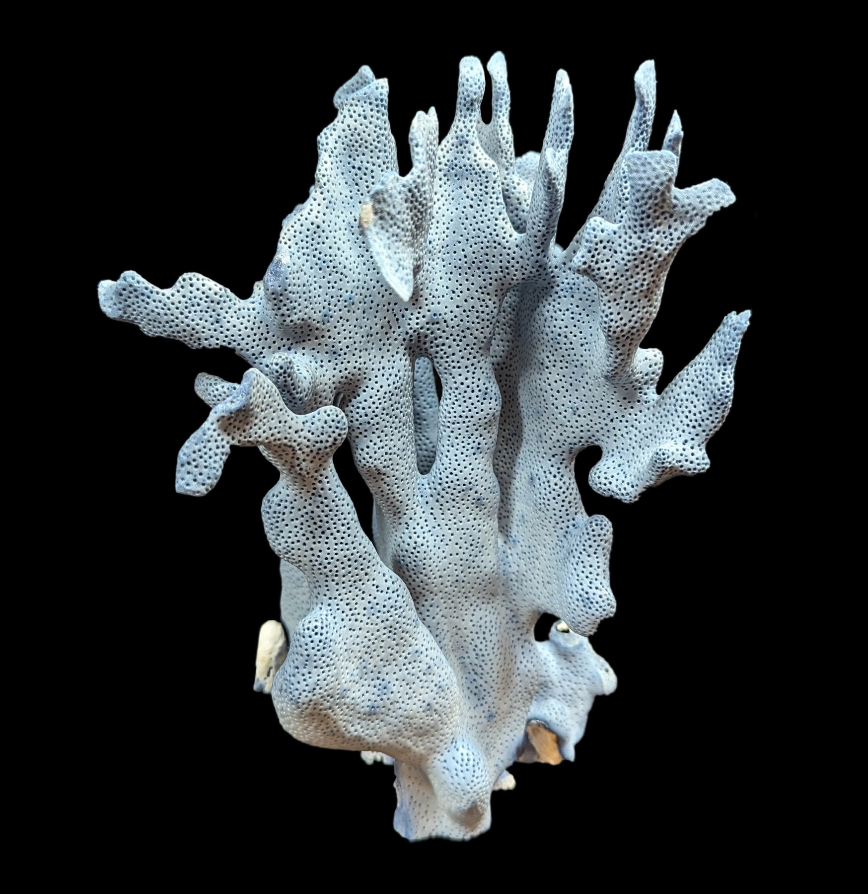 Premium Blue Heliopora Coerulea Coral for Saltwater Aquariums - Vibrant Live Coral for Reef Tanks & Marine Aquascaping