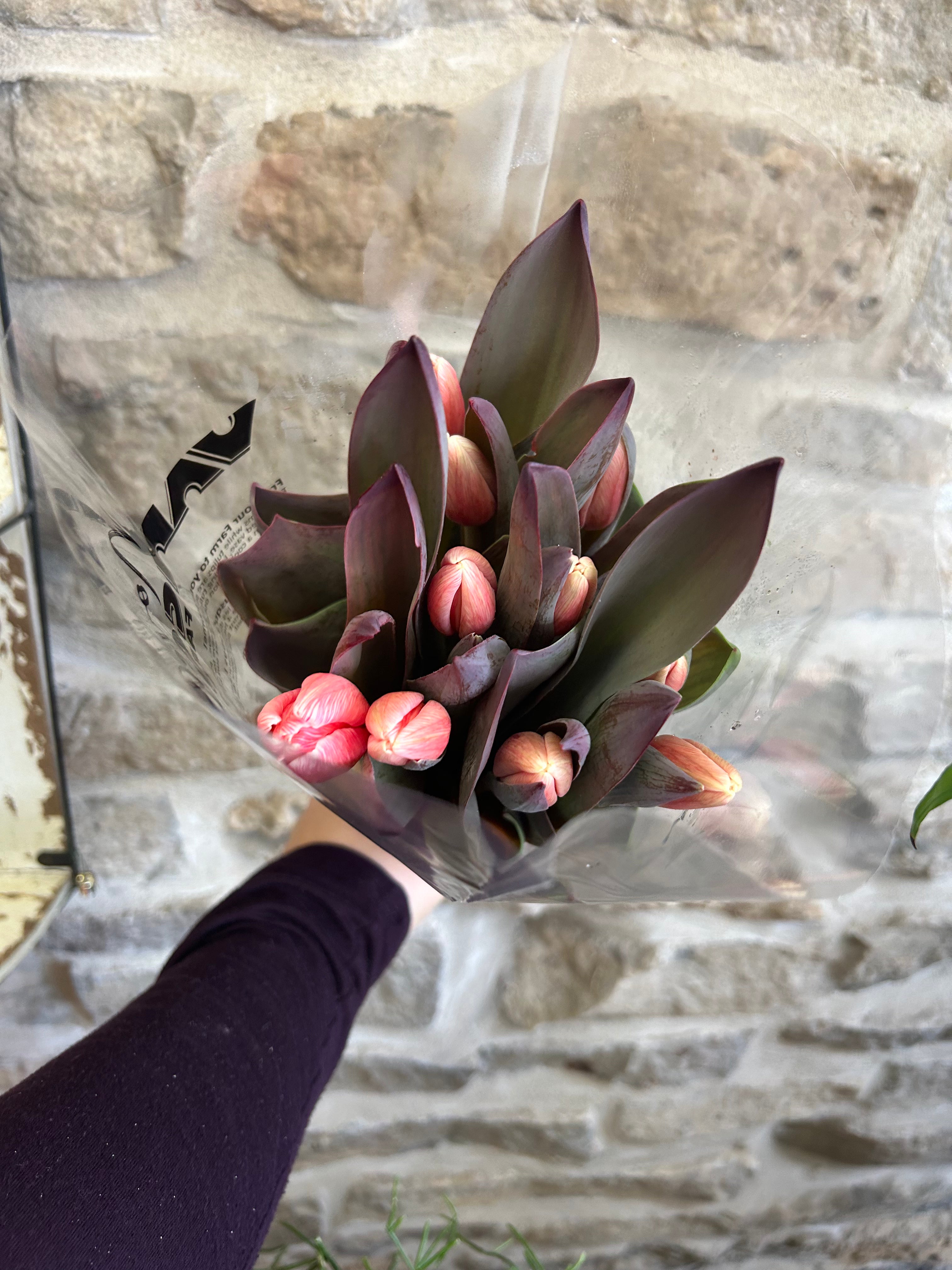 Vibrant Colored Tulips - Fresh Cut Flowers for Home Decor, Weddings & Special Events | Bulk Tulip Bouquets for Gifts & Centerpieces