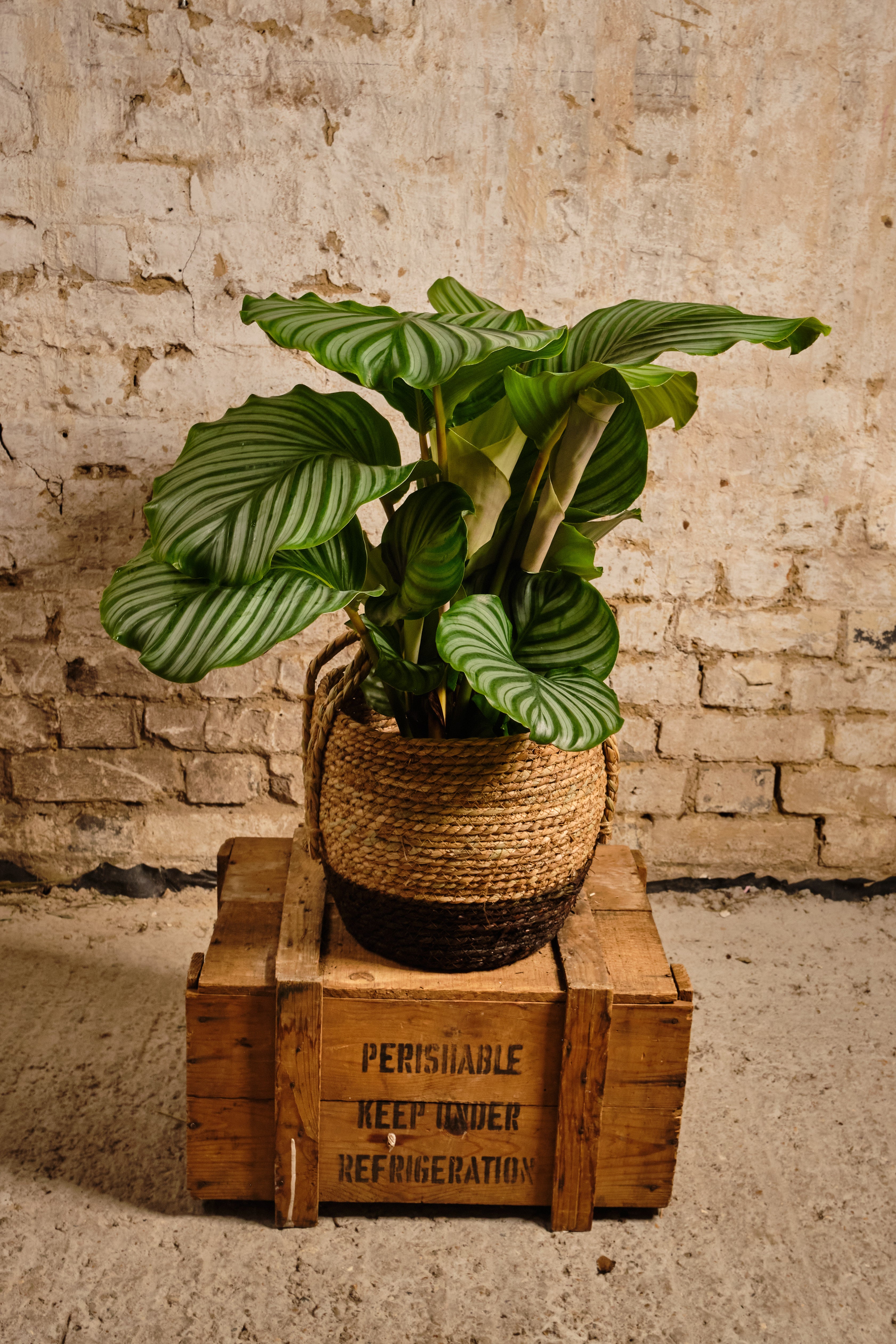 Calathea Orbifolia Prayer Plant - Large Tropical Houseplant with Striking Leaf Patterns - Perfect for Home, Office & Indoor Decor