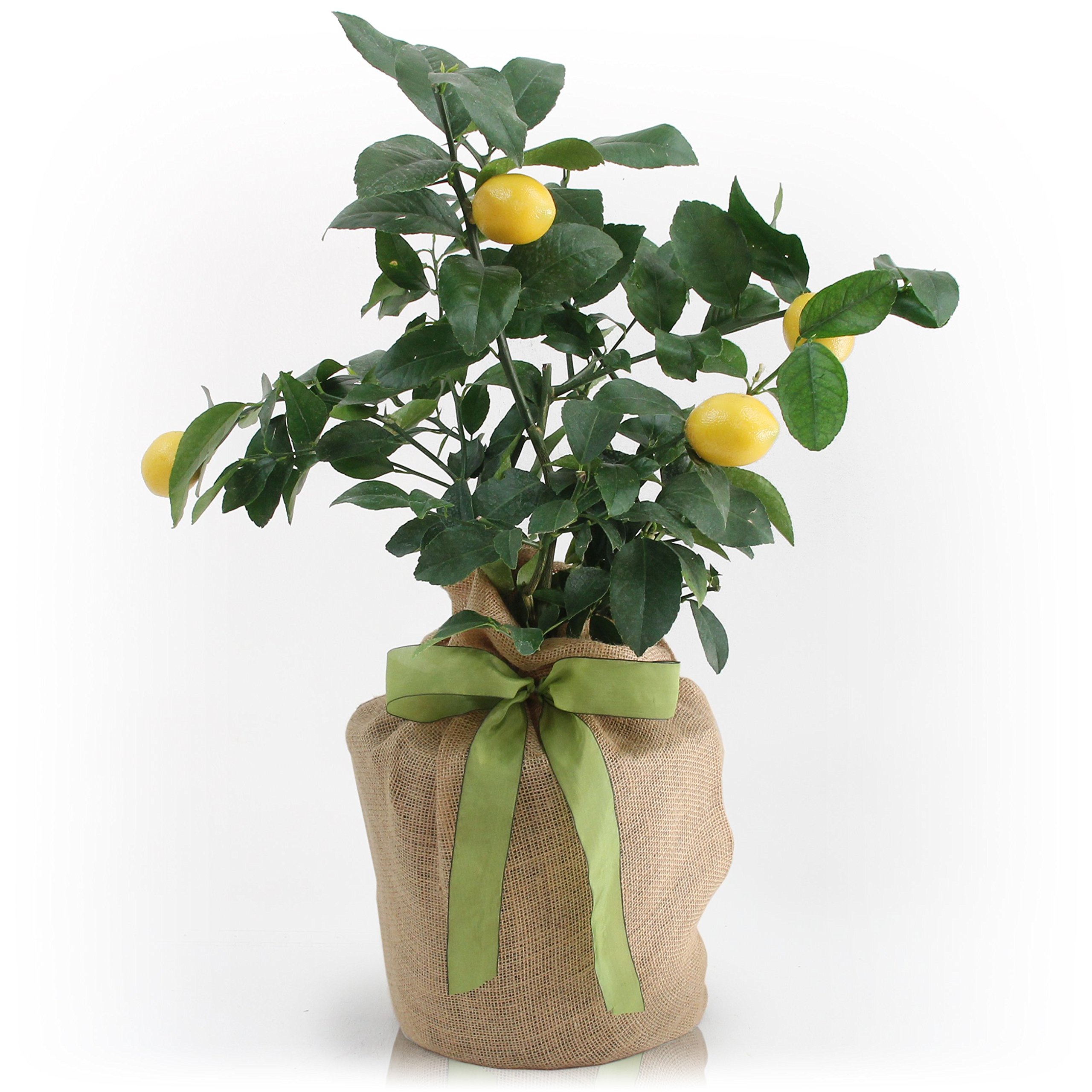 Meyer Lemon Dwarf Fruit Tree - Sweet Juicy Lemons, Perfect for Home Gardens & Indoor Planting | No Shipping to TX, LA, AZ, AL, CA | Ideal for Fresh Lemonade, Baking & Organic Cooking