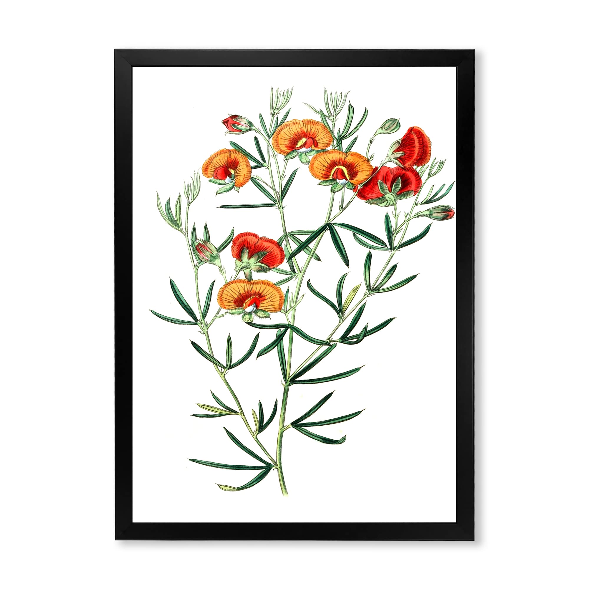 Vintage American Flora VIII Traditional Framed Wall Art - Botanical Home Decor for Living Room, Bedroom & Office | Ready to Hang Canvas Painting