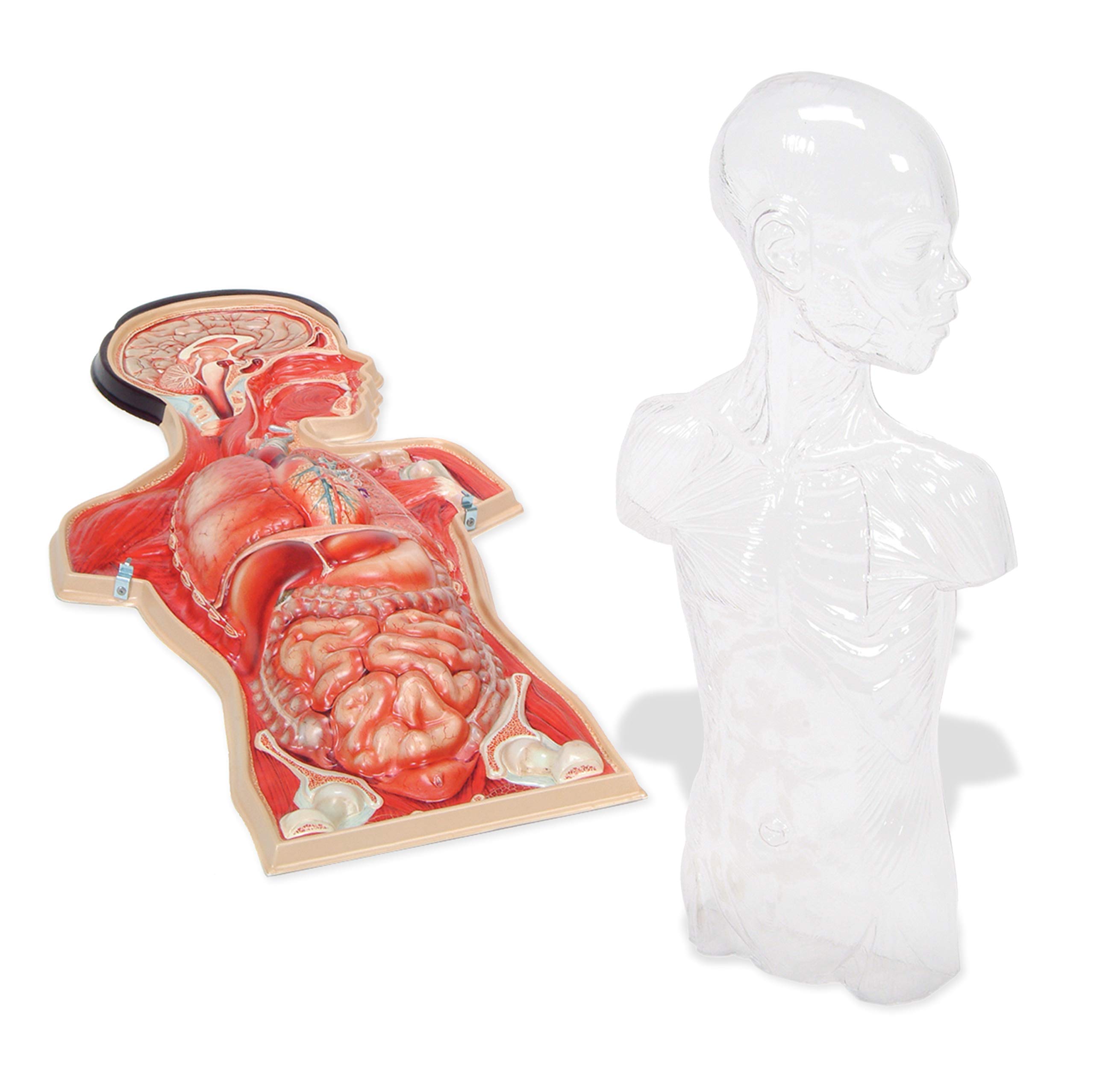 American Educational Vinyl Basic Torso Model - Human Anatomy Learning Tool for Medical Students & Science Classrooms | Perfect for Biology Labs, Nursing Education & Home Study