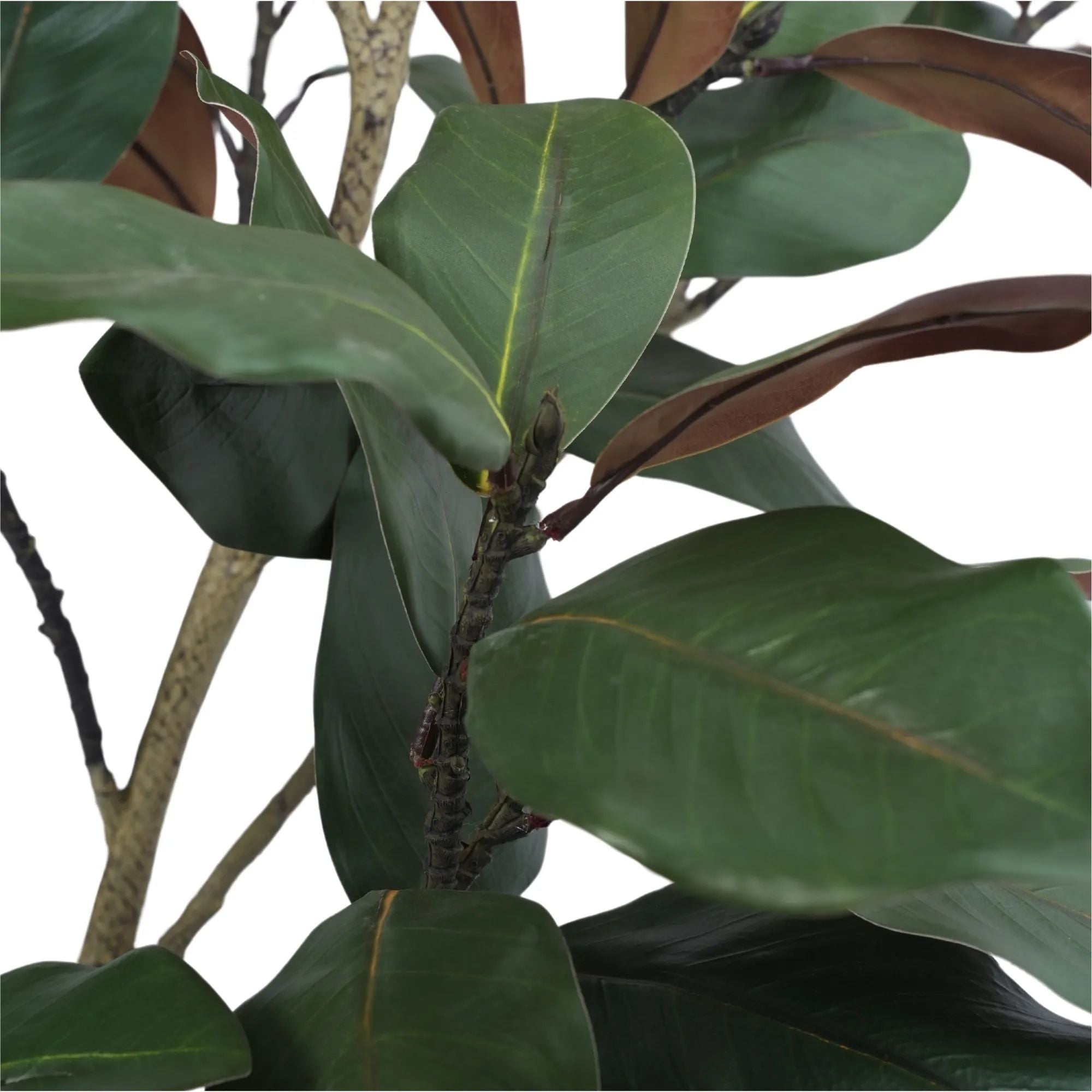 6ft Artificial Magnolia Tree for Home & Office Decor - Realistic Fake Potted Plant for Living Room, Bedroom, or Wedding Centerpiece