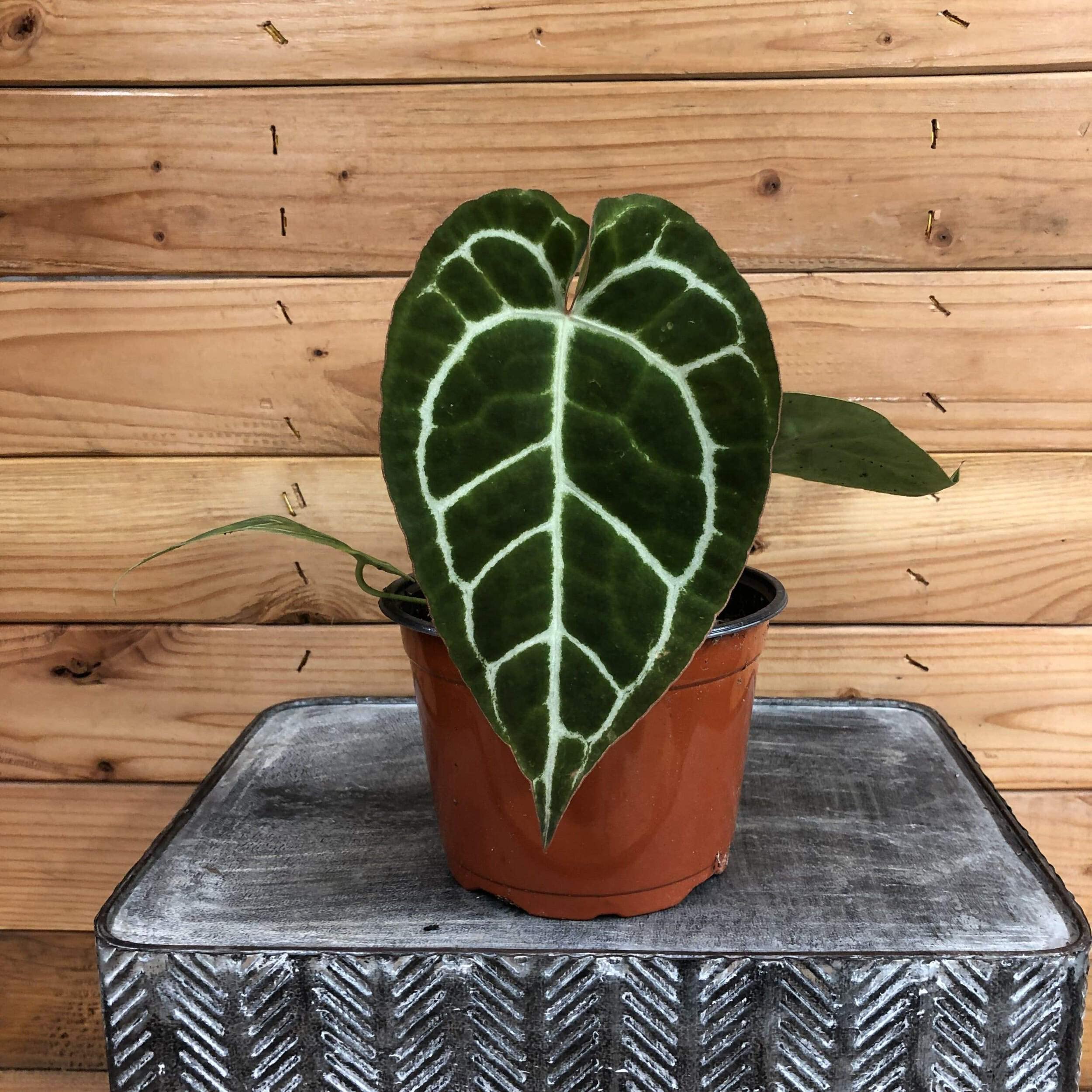 Anthurium Crystallinum - 6 Inch Live House Plant for Home & Office Decor | Perfect for Indoor Gardening, Gift Giving & Tropical Plant Lovers