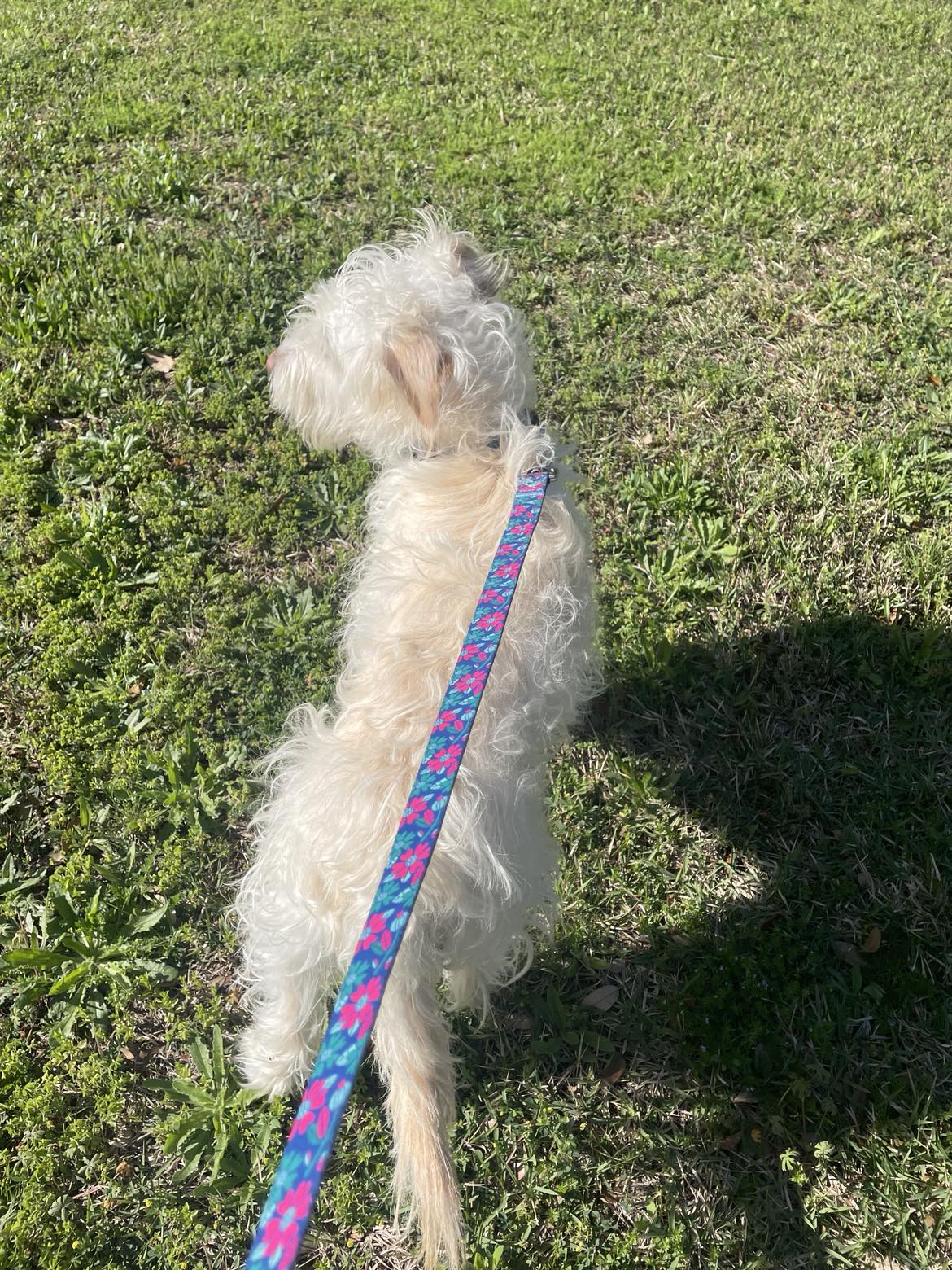 Premium Carriebelle Dog Collar and Leash Set - Wholesale Bulk Pet Supplies for Small Medium Large Dogs - Durable Nylon Adjustable Collars with Matching Leash for Walking Training Grooming Outdoor Adventures
