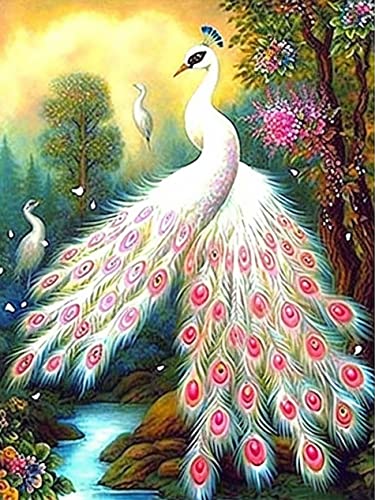 Peacock-3