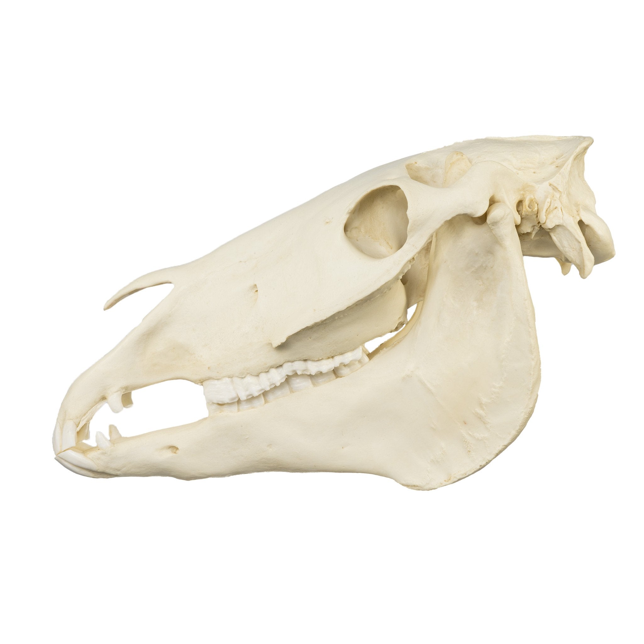 Authentic Replica Horse Skull - Lifelike Animal Skull Decor for Home, Office, or Halloween Display