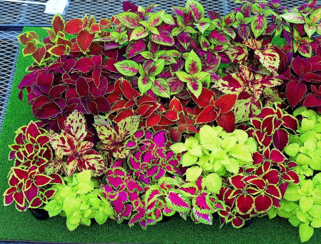Exotic Coleus Seeds Mix - Non-GMO Annual Flower Seeds for Planting - Perfect for Gardens, Landscaping & Containers