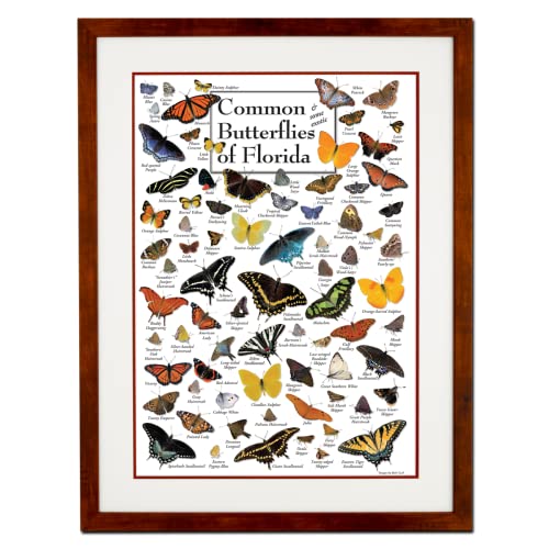 Honey Frame