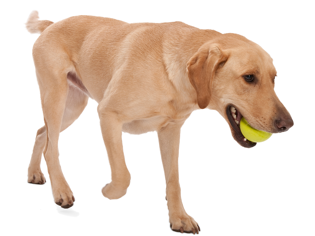 Jive Interactive Dog Ball Toy - Durable Chew-Resistant Fetch Toy for Small & Large Dogs - Perfect for Outdoor Play, Training & Exercise
