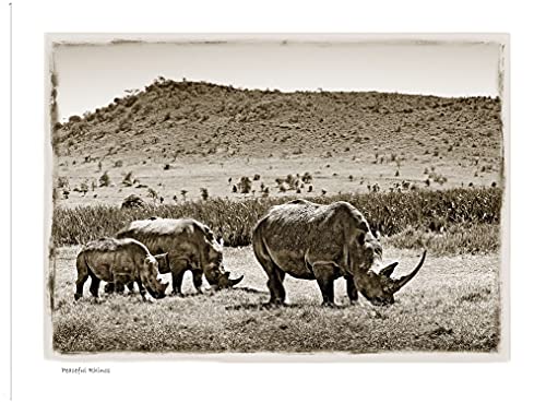 Peaceful Rhinos